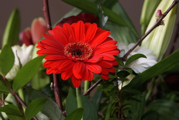 Gerbera rouge