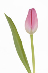 Tulipán de color rosa sobre fondo blanco