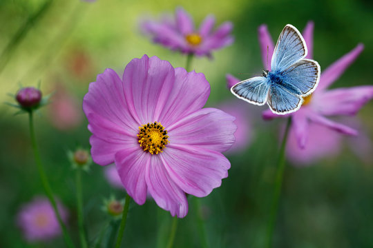 The blue butterfly Lycaenidae family flying among pink cosmos flowers with blurred flowers and green background