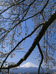 Cherry Blossoms and Mt. Fuji, view from Lake Kawaguchi, Japan