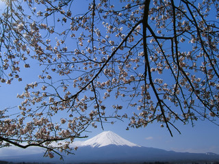 Cherry Blossoms and Mt. Fuji, view from Lake Kawaguchi, Japan