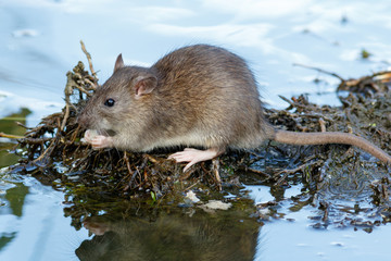 Rattus norvegicus, Brown Rat © fotoparus