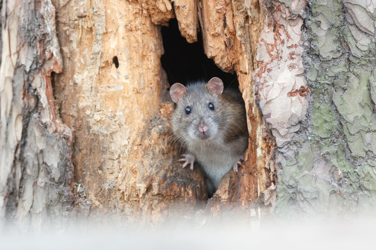 Rattus norvegicus, Brown Rat