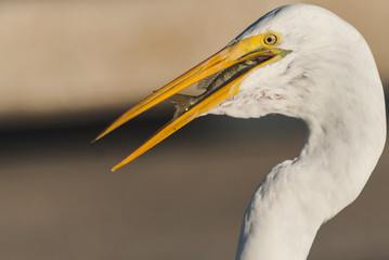 bird, egret, animal, heron, nature, wildlife, beak, feathers, great egret, avian, birds,portrait