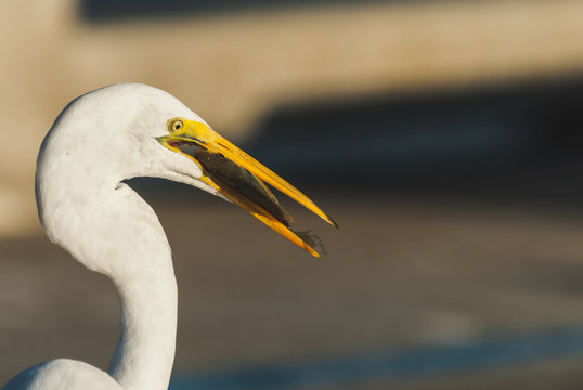 bird, egret, animal, heron, nature, wildlife, beak, feathers, great egret, avian, birds,portrait