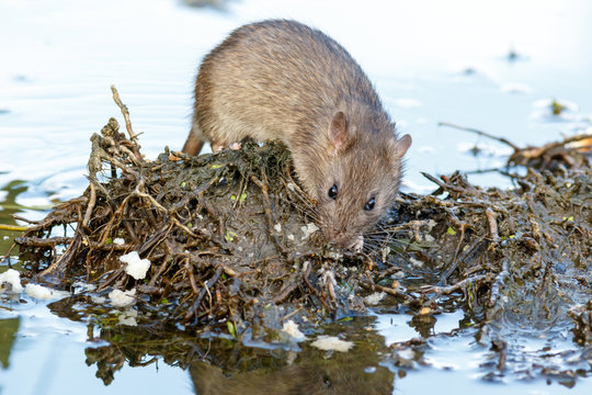 Rattus norvegicus, Brown Rat