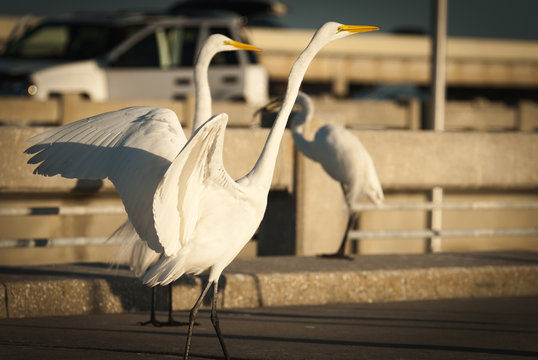 bird, egret, animal, heron, nature, wildlife, beak, feathers, great egret, avian, birds,portrait