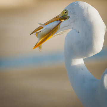 bird, egret, animal, heron, nature, wildlife, beak, feathers, great egret, avian, birds,portrait