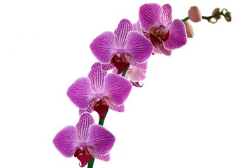Naklejka na ściany i meble pretty orchid phalaenopsis close up