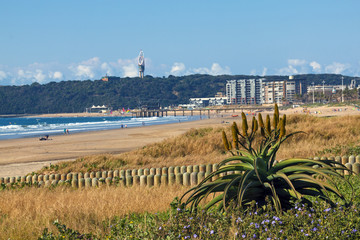 Aloe Plant and Dune Vegetation on Beach Coastal Skyline