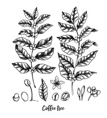 Hand drawn vector illustrations. Coffee tree and coffee beans. Herbal plant in sketch style. Perfect for restaurant labels, invitations, cards, leaflets, menu etc