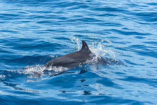 Dolphin swimming and diving in turquoise sea 
