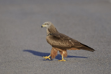 Black kite (Milvus migrans)