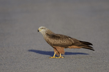 Black kite (Milvus migrans)
