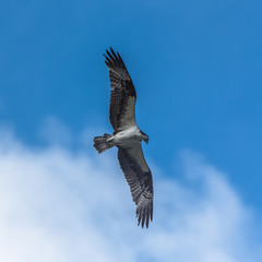 Western osprey flying in blue sky, trying to catch a fish 
