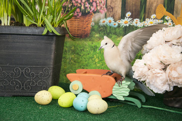 White collared dove landing among colored Easter eggs and spring flowers