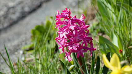 Fr&uuml;hling an der Strasse