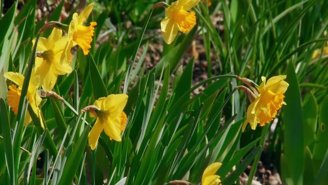 A cinemagraph of a daffodil dancng while nearby flowers are at a standstill