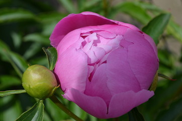 Wielki różowy pąk piwoni przed rozkwitem, Paeonia