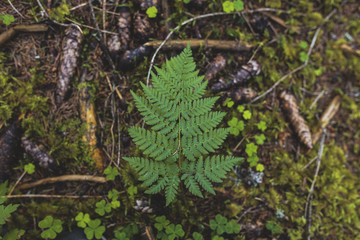 Leaf In The Forest