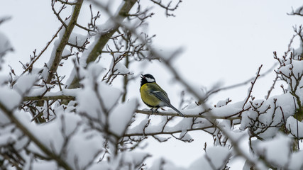 Kohlmeise auf einem verschneiten Zweig