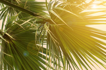 bottom view of fan palm leaves under sunlight, toned
