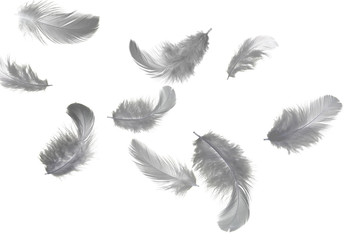 Abstract gray feathers floating in the air. isolated on white background