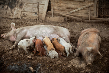 A large red pig of the Duroc breed feeds piglets. The concept of happy motherhood in animals.