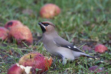 Bohemian waxwing (Bombycilla garrulus)