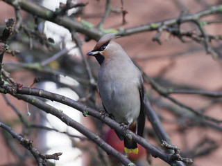 Bohemian waxwing (Bombycilla garrulus)