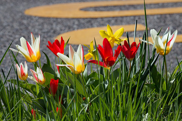 Strassenfr&uuml;hling
