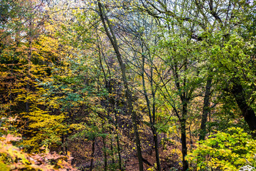 Ravine Forest