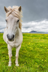 Obraz na płótnie Canvas Icelandic horse and beautiful Icelandic Landscape, Iceland