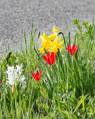 Fr&uuml;hlingserwachen 