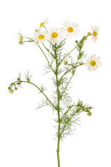 Matricaria chamomilla flowers - obrazy, fototapety, plakaty
