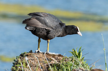 A close up of a single Coot standing on a rock covered with lichen, moss and grass on a blurred background of the lake.