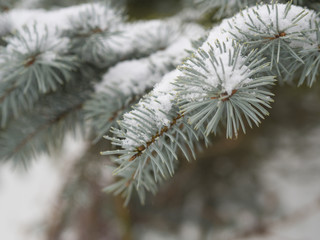 Naklejka na ściany i meble close up silver spruce tree branch covered by snow