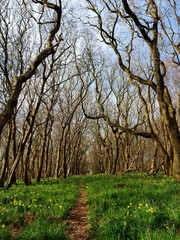 Fototapeta premium Jonquilles au bois du Rompval