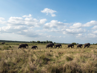 Fototapeta na wymiar A herd of elephants walks across South African savanna