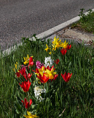 Fr&uuml;hlingserwachen 