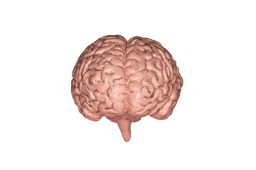 A human brain. Part of anatomy human body model with organ system.