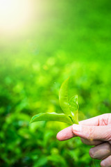 Hand picking up tea leaves