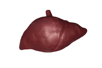 A human liver. Part of anatomy human body model with organ system