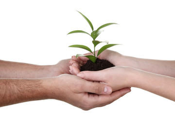 Hands holding young plant on white background