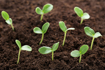 Young green plants in ground