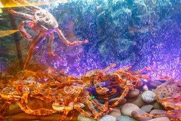 Aquarium with live crabs, lobsters and shrimps.