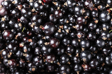 black currant as a background