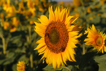the blossoming sunflower close up against the background of the field