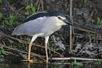 Very close up photo of an adult night heron stands on a shore