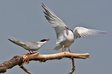 Two common terns sit on a branch and swear for a place on it